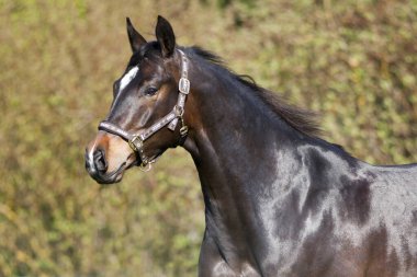 Çeyrek At çayırda özgürce koşar