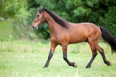 Mera üzerinde ücretsiz run at