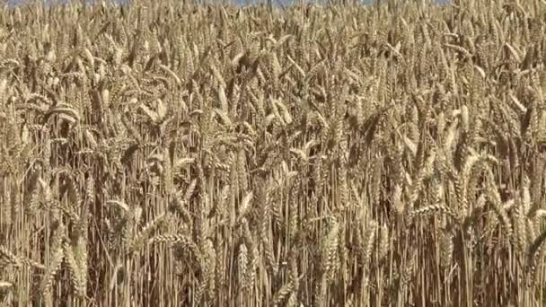 玉米田大麦全框 — 图库视频影像