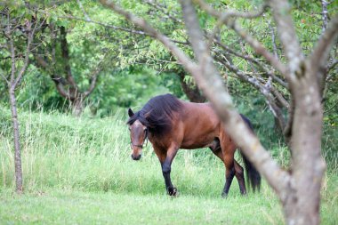 Yumuşak arkaplanı olan güzel Endülüs At Portresi