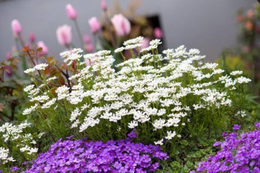 Parlak renkleri olan güzel bir bahar bahçesi