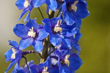 Mavi Delphinium çiçek tomurcukları