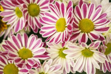 Kasımpatı (Asteraceae) beyaz ve pembe renkli çiçek tomurcukları