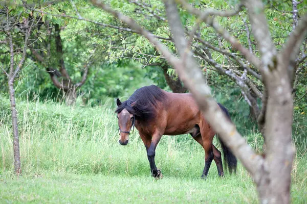 Yumuşak arkaplanı olan güzel Endülüs At Portresi