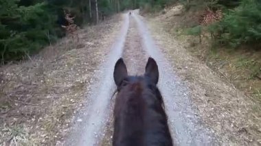 Ormanda at binmek. Sürücüler kask kamerasıyla görüyor. Toynak çırpma sesi