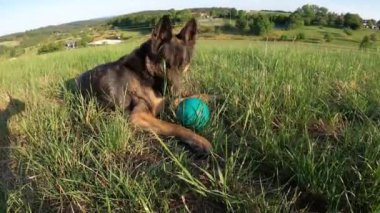 Alman çoban köpeği oynuyor ve topu yakalıyor.