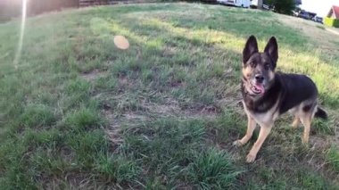 Alman çoban köpeği oynuyor ve topu yakalıyor.