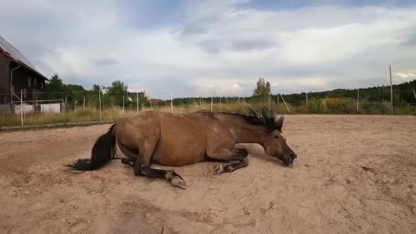Kůň Ležel Zádech Baví Roll Písku — Stock video