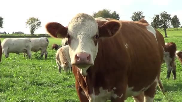 友善好奇的奶牛走近镜头 — 图库视频影像