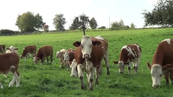 Vacas Con Cría Pastos — Vídeos de Stock