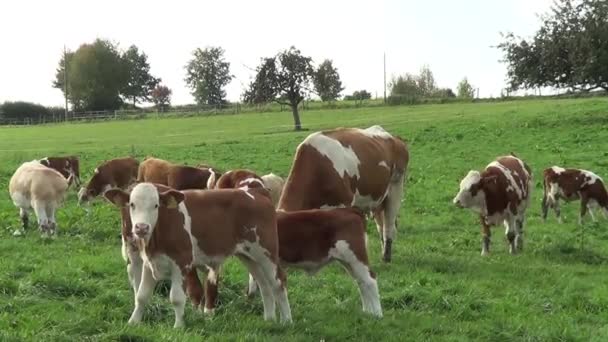 Telata Krávy Louce Jedí Gras Venkovská Farma Scéna Mlékem Krávy — Stock video