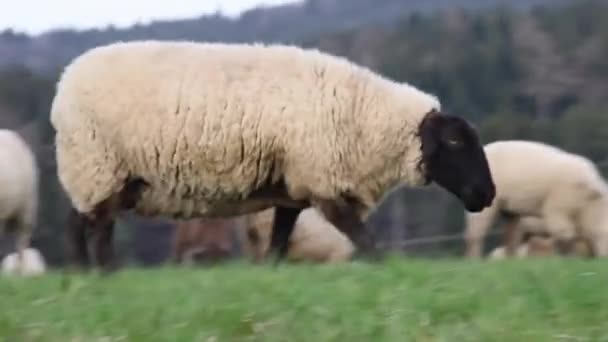Réten Élő Bárányok Füvet Esznek Fekete Fejű Juh — Stock videók