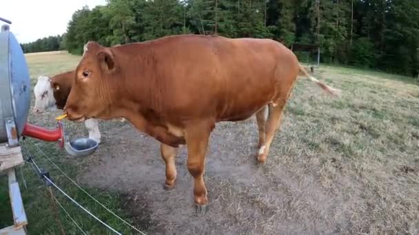Vaca Está Bebiendo Agua Lugar Riego — Vídeos de Stock