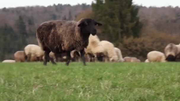 Réten Élő Bárányok Füvet Esznek Fekete Fejű Juh — Stock videók