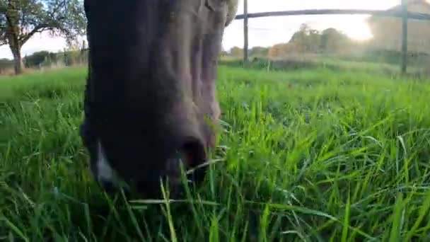 Άλογο Τρώει Χόρτο Από Κοντά — Αρχείο Βίντεο
