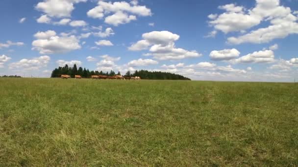 Les Vaches Qui Paissent Dans Les Champs Marchent Horizon — Video