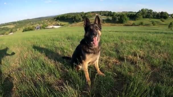 Німецький Shepard Dog Грати Спіймати — стокове відео