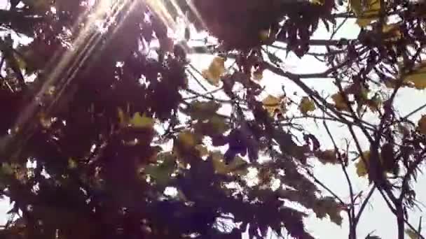 Rayos Sol Parpadeantes Brilla Través Las Hojas Árbol — Vídeos de Stock