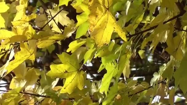 Folhas Outono Amarelas Imagens Árvores — Vídeo de Stock