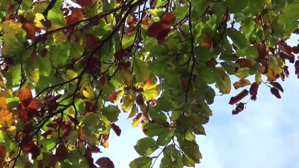 Jesienią Sezon Liście Drzew Wideo Stockowe bez tantiem