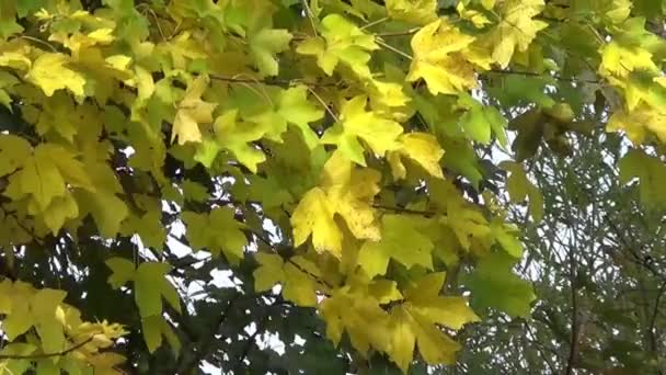 Hojas Amarillas Otoño Imágenes Árboles — Vídeos de Stock