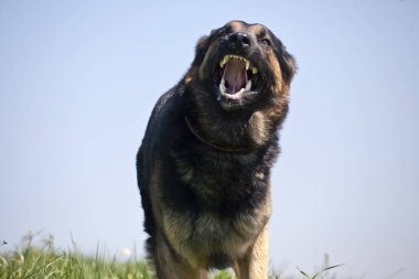 Saldırgan köpek. Saldırgan Alman çoban köpeği ağzı açık ve ön dişlerini gösteriyor.