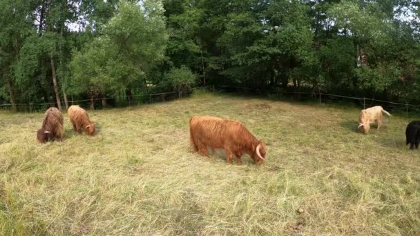 Schotse Highland Cows Het Veld Veelkleurige Weidegang Hooglanden — Stockvideo