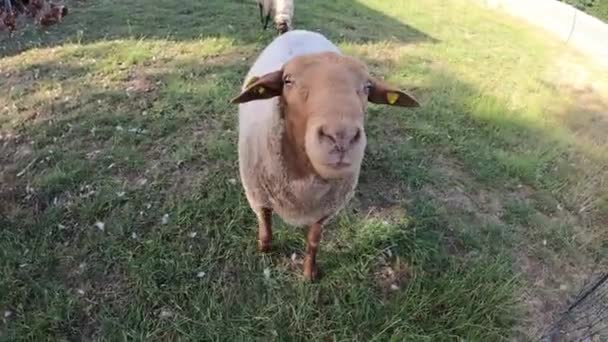 Овцы Зоопарке Приближаются Фронтальной Камере — стоковое видео