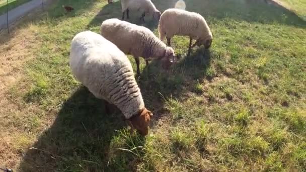 Footage Sheep Walking Meadow Eat Grass — Stock Video