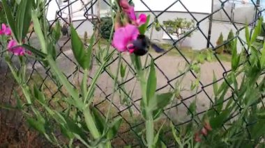 Çimen vetchling, Lathyrus (Lathyrus nissolia), peavines vetchlings