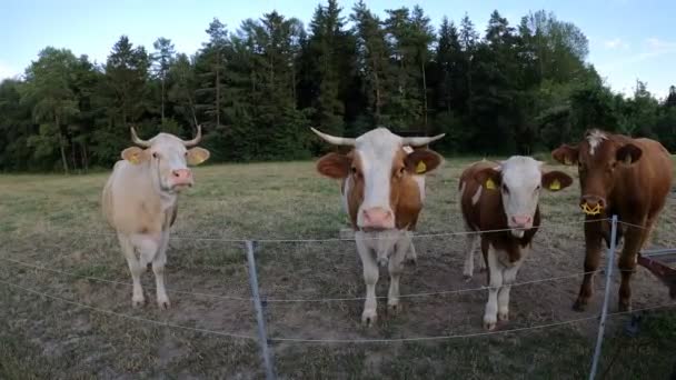 Sapi Dengan Anak Sapi Padang Rumput — Stok Video