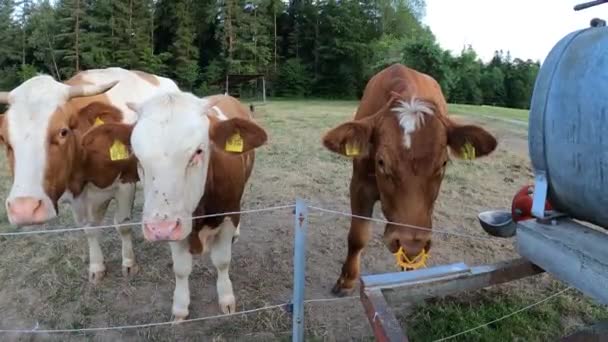 Krávy Malým Telátkem Pastvině — Stock video