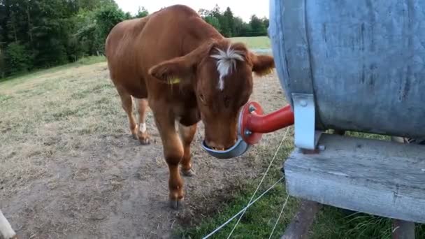 Коровы Лугу Пьют Воду — стоковое видео