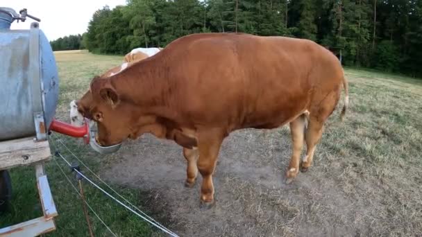 草地上的奶牛饮水 — 图库视频影像