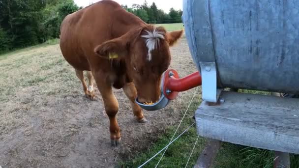 Vacas Prado Agua Potable — Vídeos de Stock