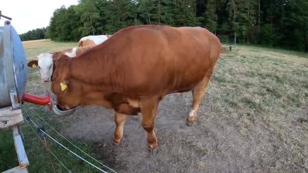 Kráva Pastvinách Venkovský Szene Farmy Dojnicemi Stock Záběr