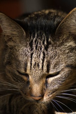 Kedi kendini tımar ediyor ve patisini yalıyor.