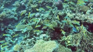Mısır Hurghada 'daki mercan kayalıklarında tropik balıklar. Skuba dalışıyla birçok balık su altında kalır.