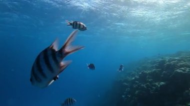 Makas kuyruklu Çavuş (Abudefduf sexfasciatus) Kızıl Deniz 'de balık