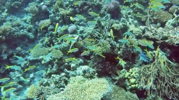Poissons Tropicaux Récif Corallien Egypte Hurghada Beaucoup Poissons Sous Eau — Video