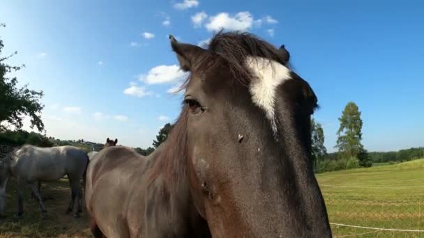 Hästen Sticker Tillbaka Öronen Och Hotar Aggressivt Beteende Strid — Stockvideo