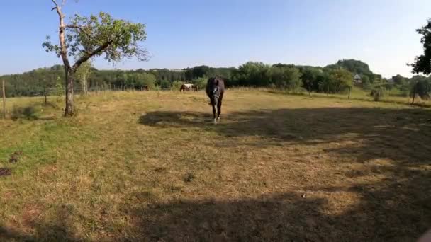 Czarny Koń Zbliża Się Twarzą Twarz Wita — Wideo stockowe
