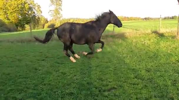 グリーンフィールドの黒い馬のギャロップ — ストック動画