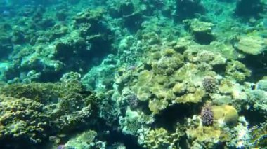 Mısır 'daki Kızıl Deniz' deki mercan resifi, Marsa Alam