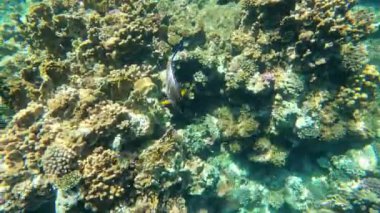 Mısır 'daki Kızıl Deniz' deki mercan resifi, Marsa Alam