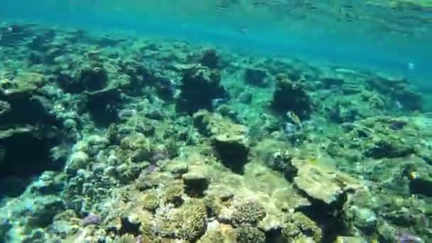 Κοραλλιογενής Ύφαλος Στην Ερυθρά Θάλασσα Στην Αίγυπτο Marsa Alam — Αρχείο Βίντεο