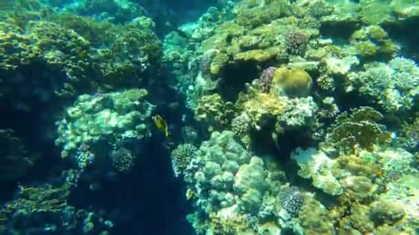 Rafa Koralowa Morzu Czerwonym Egipcie Marsa Alam Wideo Stockowe