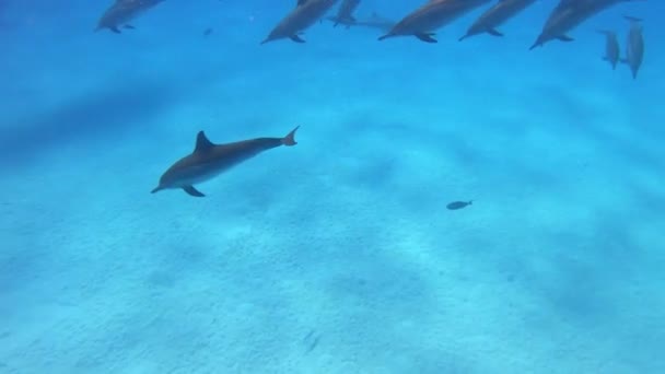 埃及旋转海豚 Marsa Alam Sataya珊瑚礁 — 图库视频影像