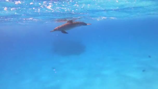 Delfinek Spinner Delfinek Egyiptomban Marsa Alam Sataya Reef — Stock videók