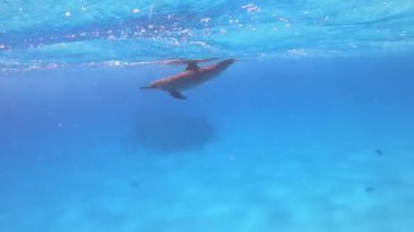 Yunuslar - Mısır 'da Dönen Yunuslar, Marsa Alam Sataya Resifi. (Stenella longirostris)